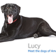 Image for article titled Amazon's Error Dogs, Ranked